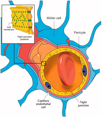 Figure 1. The blood–retinal barrier. Schematics of a small capillary in the retina.