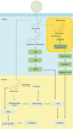 Figure 1 Mechanism of action of DOX and L-DOX.