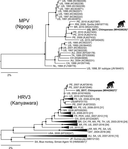 Figure 2. Maximum likelihood phylogenetic trees of metapneumovirus (MPV) from Ngogo (top) and human respirovirus 3 (HRV3) from Kibale (bottom) constructed from nucleotide alignments of coding-complete viral genomes. Taxon names indicate country of origin (AU = Australia; BR = Brazil; CA = Canada; CH = Chile; FR = France; JP = Japan; MX = Mexico; NL = Netherlands; PE = Peru; RW = Rwanda; SA = South Africa; TA = Taiwan; TH = Thailand; UG = Uganda; US = USA; ZA = Zambia), year of collection (if specified), and GenBank accession number in parentheses. For HRV3, major clades were collapsed for visualization, and numbers of sequences within each clade are shown in brackets. Sequences generated in this study from chimpanzees are in bold with silhouettes above. Filled ellipses indicate bootstrap values of 100%; grey ellipses indicate bootstrap values ≥75%. Scale bars indicate nucleotide substitutions per site. Asterisks indicate sequences from other non-human primates (see text for details). Full details of all sequences included are in given in Table S3.