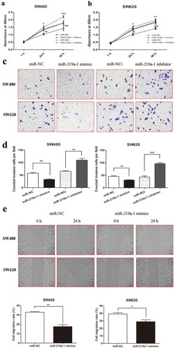 Figure 2. miR-219a-1 inhibits SW480 and SW620 cell proliferation, invasion and migration. (a) miR-219a-1 mimics inhibited SW480 and SW620 cell proliferation. (b) miR-219a-1 inhibitor induced SW480 and SW620 cell proliferation. (c) miR-219a-1 mimics or inhibitor was transfected into SW480 or SW620 cells, and then transwell assay was performed. Representative images of SW480 and SW620 cell invasive ability after cells transfection. (d) Cell invasiveness was quantified by counting cells that passed through the Matrigel membrane, using a light microscope (×200). (e) Wound-healing assays were performed after SW480 and SW620 cells transfected with miR-219a-1 mimics or inhibitor. * or # P < .05, ** or ## P < .01, *** or ### P < .001