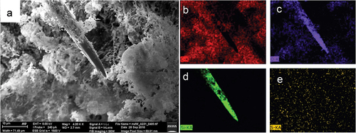 Figure 4. SEM EDS mapping of elements in megasclere and mesohyl of Spongilla lacustris body. (a) General view of the sponge body, topography, SE2 Everhart-Thornley detector, field of view 71 micrometers. (b–e) Corresponding chemical elements’ distribution 2D map of the analyzed object, energy-dispersive X-ray spectroscopy EDS: (b) carbon; (c) oxygen; (d) silicon; (e) sulfur.