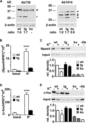 FIG 3 DREAM directly regulates Npas4-mediated transcription. (A) Western blot analysis of cortex-hippocampal neuronal cultures from wild-type (wt), transgenic daDREAM (tg), and DREAM knockout (ko) embryos. A DREAM-specific immunoreactive band (empty arrowhead), detected by the peptide-specific antibody Ab730 against DREAM, was increased in transgenic daDREAM neurons and absent in knockout cultures. A nonspecific band is marked with an asterisk. Use of the pan-KChIP antibody Ab1014 on the same samples showed different immunoreactive bands (full arrowheads) corresponding to the different KChIP isoforms expressed in these cultured neurons. Quantification of the specific DREAM and the total KChIP immunoreactivities as relative ratios versus loading control β-actin is shown at the bottom. (B) Real-time qPCR analysis of Npas4 in corticohippocampal primary cultured neurons from wild-type (wt) and transgenic (tg) embryos under basal conditions and 30 min after stimulation with 60 mM K+. Values are normalized with respect to HPRT mRNA content. Results are the means ± SEM from three separate cultures in triplicates. ****, P < 0.0001 (one-way analysis of variance [ANOVA], Tukey's multiple comparison). (C) Chromatin immunoprecipitation assay of the Npas4 promoter using chromatin isolated from primary cultured neurons from wild-type (wt) and transgenic (tg) embryos before and after potassium depolarization. Cultured neurons from DREAM knockout (ko) embryos and exclusion of the antibody (-Ab) in the immunoprecipitation of wild-type chromatin were included as negative controls. Autoradiogram of the semiquantitative PCR is shown. After densitometric quantification, the results shown are the means ± SEM from four experiments. Input is 1%. ****, P < 0.0001 versus wt nonstimulated (n = 8, two-tailed, unpaired t test). (D and E) Real-time qPCR analysis of c-Fos mRNA and chromatin immunoprecipitation assay of the c-Fos promoter, respectively, as described for panels B and C. For qPCR, ****, P < 0.0001 (one-way ANOVA, Tukey's multiple comparison). For chromatin immunoprecipitation, *, P = 0.0380 versus wt nonstimulated (n = 5, two-tailed, unpaired t test).