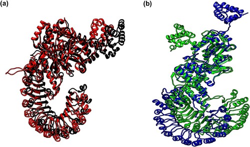 Figure 11. (Colour online) Cluster analysis of MD simulation trajectories of NLRC4 proteins. The representative structure of the top cluster obtained from the trajectories of 65–100 ns MD simulation. (a) Superposition of the representative structure of wild-type (black) and mutant (red) protein in the resting state. (b) Superposition of the representative structure of wild-type (blue) and mutant (green) protein in the activated state.