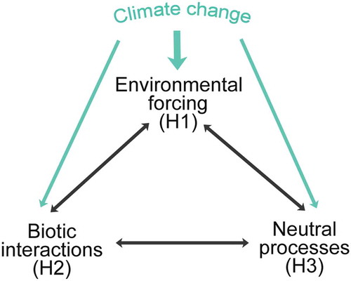 Figure 16. The three major hypotheses (H1–H3) and processes for changes in pollen-assemblage composition and abundance: environmental forcing (H1), biotic interactions (H2), and neutral processes (H3) that can cause ecological drift (Jackson and Blois Citation2015). These processes may interact in the real world. Exogenous environmental change (e.g. climate change) may be a major driver of assemblage properties both directly and indirectly by influencing interactions between taxa and initiating neutral processes. Climate varies continuously and may influence processes within all three hypotheses to modify assemblage properties (Jackson and Blois Citation2015). The three underlying hypotheses H1, H2, and H3 correspond to the hypotheses discussed in the text. Modified from Jackson and Blois (Citation2015).