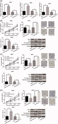 Figure 2. Down-regulation of SDPR-AS promoted NSCLC cell proliferation and inhibited cell apoptosis. NSCLC cell lines H522, H661 and H520 were transfected with pcDNA-SDPR-AS, sh-SDPR-AS or their corresponding controls. (A) SDPR-AS was confirmed to be successfully overexpressed and knocked down in H522, H661 and H520 cells. (B) Effects of SDPR-AS dysregulation on H522 cell viability, colony forming ability and apoptosis. (C) Effects of SDPR-AS dysregulation on H661 cell viability, colony forming ability and apoptosis. (D) Effects of SDPR-AS dysregulation on H520 cell viability, colony forming ability and apoptosis. Data were presented as mean ± standard deviation. *p<.05, **p<.01 and ***p<.01 compared with corresponding controls.