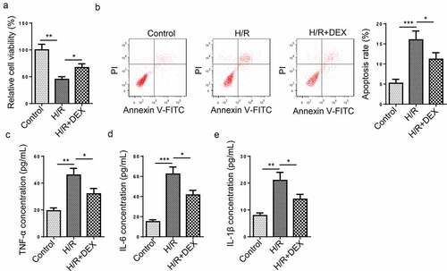 Figure 1. DEX relieves HT-22 cell dysfunction induced by H/R treatment. (a) Relative cell viability after H/R injury and DEX treatment was measured using CCK-8 assay. (b) Cell apoptosis rate after H/R injury and DEX treatment was measured by flow cytometry. (c-e) TNF-α (d), IL-6 (e), and IL-1β (f) levels were measured by ELISA. *P < 0.05; **P < 0.01; ***P < 0.001
