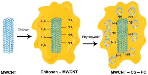 Figure 4 Functionalization of multiwalled carbon nanotube (MWCNT) with chitosan (CS) conjugated to phycocyanin (PC) (photodynamic therapy [PDT] and photothermal therapy [PTT] agent) for PDT and PTT cancer therapy.