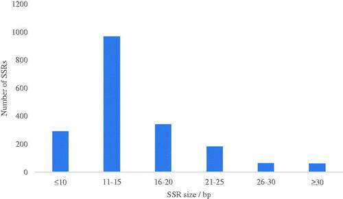 Figure 3. Size distribution of SSR loci in the Gloeostereum incarnatum genome assembly sequence.
