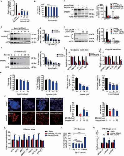 Figure 2. Lycorine inhibits the SREBF activity and decreases the cellular lipids without inducing ER stress and NR1H3 transactivation. (A) Lycorine downregulates SREBF activity. HL-7702/SRE-Luc cells were depleted of incubating in medium D for 16 h. The cells then were treated with different compounds as indicated. After incubation of another 16 h, cells were lysed with reporter lysis buffer and luciferase activity was measured (n = 4). (B) HL-7702 cells were treated with increasing concentrations of lycorine for 24 h, and cell viability was detected by MTT (n = 6). (C-F) HL-7702 cells were treated with cholesterol (20 μM) or lycorine (10, 20 μM) for 12 h (C and E), or lycorine (20 μM) for increasing time (D and F), whole-cell extracts underwent western blotting (WB) with indicated antibodies (left). Statistical analysis of expression of each protein was adjusted to ACTB (right) (n = 3). pSREBF1 or pSREBF2 represents precursor SREBF1 or precursor SREBF2; mSREBF1 or mSREBF2 represents mature SREBF1 or mature SREBF2. (G) HL-7702 cells were treated with 10 or 20 µM lycorine for 12 h, RNAs were extracted from these cells. The expression of various genes was analyzed by qRT-PCR (n = 3). (H) The cellular TG and TC contents were measured in HL-7702 hepatocytes treated with lycorine (5, 10 and 20 µM) for 16 h (n = 3). (I) HL-7702 cells were treated with indicated concentrations of lycorine for 16 h. 1–14 C-labeled acetic acid sodium salt was directly added into the medium and incubated for an additional 2 h. The fatty acid and total cholesterol were extracted and resolved by thin-layer chromatography. Radioactive products were visualized by phosphoimager and densitometric quantification is shown accordingly (n = 3). (J) The treated HL-7702 cells were fixed and stained with Filipin or Nile-Red. Quantification of the cellular cholesterol or neutral lipids was analyzed by image-pro plus (n = 3). (K) HL-7702 cells were treated with lycorine or sterol for 16 h, then RNAs were extracted. The expression of ER stress-related genes was analyzed by qRT-PCR (n = 3). (L) HL-7702 cells transfected with NR1H3 reporter and beta-gal plasmid were incubated with lycorine or sterol for 16 h, luciferase activity was then measured and normalized by the value of beta-gal (n = 6). (M) HL-7702 cells were treated with lycorine or sterol for 16 h, RNAs were extracted. The expression of NR1H3 target genes were analyzed by qRT-PCR (n = 3). Error bars are represented as mean ± SEM. Statistical analysis was done with one-way ANOVA (Dunnett’s posttest). *p < 0.05, **p < 0.01, ***p < 0.001 vs control