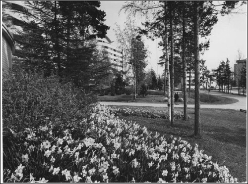 Figure 5. Länsikorkee residential area by Jussi Jännes and the designed forest contrasting the monumental tower houses. Photo: Teuvo Kanerva, 1966, Espoo City Museum.