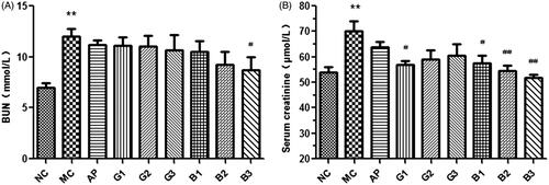 Figure 4. Effects of GTEs (A) and BTEs (B) on serum BUN and Cr in hyperuricemic mice. N = 6 per group. NC: normal control; MC: model group; AP: allopurinol (5 mg/kg); G1, G2 and G3 mean 0.5, 1 and 2 g/kg GTEs; B1, B2 and B3 mean 0.5, 1 and 2 g/kg BTEs; **p < 0.01, compared with the control group; #p < 0.05, ##p < 0.01, compared with the model group.