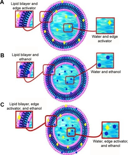 Figure 1 Schematic representation of ultradeformable vesicles.Notes: (A) Transfersomes. (B) Ethosomes. (C) Transethosomes. Adapted from: Vinod KR, Kumar MS, Anbazhagan S, et al. Critical issues related to transfersomes – novel vesicular system. Acta Sci Pol Technol Aliment. 2012;11(1):67–82.Citation7