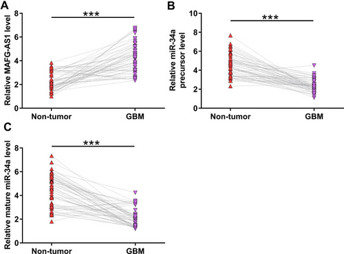 Figure 1 The expression of MAFG-AS1, miR-34a precursor and mature miR-34a were altered in GBM. The expression levels of MAFG-AS1 (A), miR-34a precursor (B) and mature miR-34a (C) in paired tissue samples from 56 GBM patients were determined by RT-qPCR. Gene expression levels in paired tissues were expressed as average values of 3 technical replicates. ***p < 0.001.