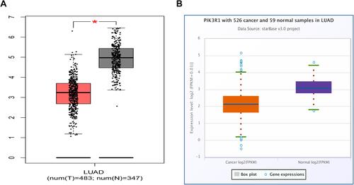 Figure 5 Profile of differential PIK3R1 expression between LUAD and normal lung tissues. (A) Boxplots showing differential PIK3R1 expression between LUAD and normal tissues based on the GEPIA platform; *Means P < 0.01; (B) Boxplots generated based on the starBase v3.0 project.