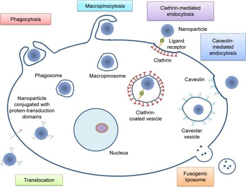Figure 1 The main mechanisms of internalization in the case of nanoparticles.