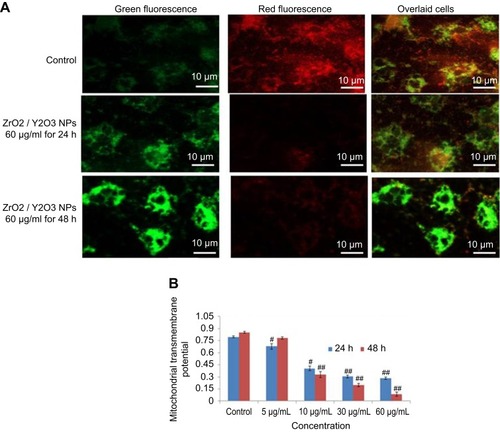 Figure 7 (A) Images representing MTP loss in HaCaT cells after yttria-stabilized zirconia nanoparticles exposure at concentrations of 60 μg/mL for 24 and 48 hrs. (B) Change in MTP (%) in HaCaT cells after yttria-stabilized zirconia nanoparticles exposure for 24 and 48 hrs. Each value represents the mean ± SE of three experiments. #p<0.05 and ##p<0.01 vs control.Abbreviation: MTP, mitochondrial transmembrane potential.