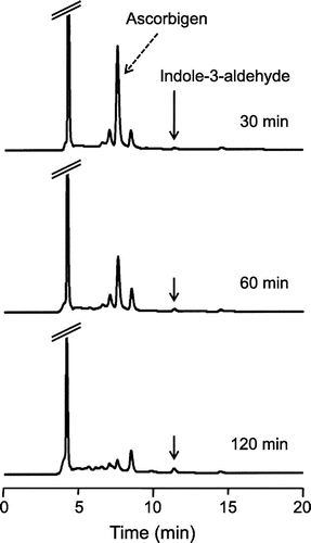 Fig. 6. HPLC chromatograms of the reaction products of ascorbigen with AAPH-derived radicals.Notes: Ascorbigen (200 μM) and AAPH (40 mM) were incubated in PBS at 37 °C with shaking. At 30, 60, and 120 min, aliquots of the reaction mixture were withdrawn and analyzed by HPLC.