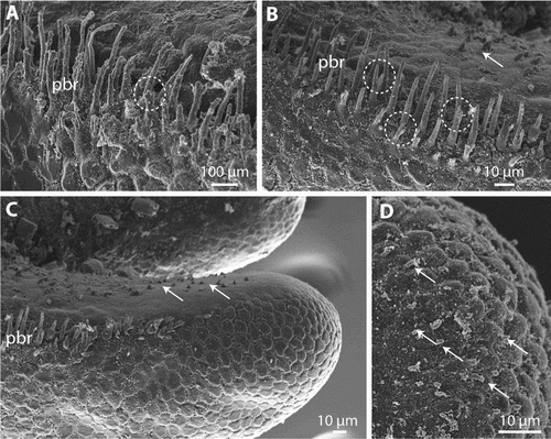 Figure 6. Gordionus maori n. sp. A–B, Magnification of precloacal bristles (pbr), encircled are some examples of apically branching bristles. ZMH V13407 (A), holotype (OMNZ IV85078) (B); C, spines (arrows) on the inside of the tail lobes in holotype; D, hemispherical areoles and short bristles (arrows) on the tips of the tail lobes in ZMH V13407.