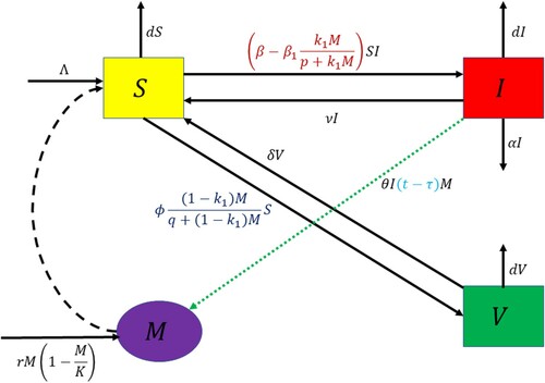 Figure 1. Schematic diagram for systems (Equation1(1) dSdt=Λ−β−β1k1Mp+k1MSI−ϕ(1−k1)Mq+(1−k1)MS+νI+δV−dS,dIdt=β−β1k1Mp+k1MSI−(ν+α+d)I,dVdt=ϕ(1−k1)Mq+(1−k1)MS−(δ+d)V,dMdt=rM1−MK+θIM.(1) ) and (Equation16(16) dIdt=β−β1k1Mp+k1M(N−I−V)I−(ν+α+d)I,dVdt=ϕ(1−k1)Mq+(1−k1)M(N−I−V)−(δ+d)V,dNdt=Λ−dN−αI,dMdt=rM1−MK+θI(t−τ)M.(16) ). Here, red colour denotes the impact of budget allocation in reducing the transmission rate by making people aware about the disease whereas blue colour stands for the utilization of budget on vaccinating the susceptible individuals; time delay involved in per-capita growth rate of budget allocation due to increase in infected individuals is represented by cyan colour.