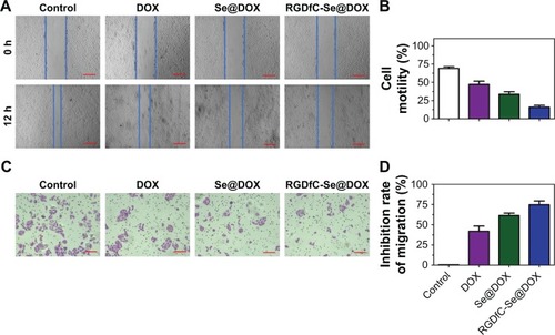 Figure 6 (A) The scratching width of A549 cells was observed at 12 h after the treatment with DOX, Se@DOX, and RGDfC-Se@DOX. The scale bars are 200 µm. (B) The cell motility of control, DOX, Se@DOX, and RGDfC-Se@DOX was quantitatively analyzed. (C) The effect of DOX, Se@DOX, and RGDfC-Se@DOX on the migration of A549 cells. The scale bar is 200 µm. (D) The inhibition rate of cell migration of DOX, Se@DOX, and RGDfC-Se@DOX was quantitatively analyzed. RGDfC-Se@DOX, selenium nanoparticles conjugated with RGDfC and DOX; Se@DOX, selenium nanoparticles conjugated with DOX.Abbreviations: DOX, doxorubicin; RGDfC, Arg–Gly–Asp–d-Phe–Cys.