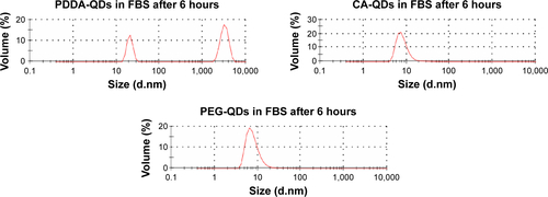 Figure S2 The stability of various QDs in fetal bovine serum (FBS, 50%) was monitored by the DLS size distribution measurement.Note: In the presence of FBS, PDDA-QDs tended to form large aggregates, with the average size ranging from 1,000 to 10,000 nm.Abbreviations: CA, carboxylic acid; DLS, dynamic light scattering; PDDA, polydiallydimethylammounium chloride; PEG, polyethylene glycol; QDs, quantum dots.