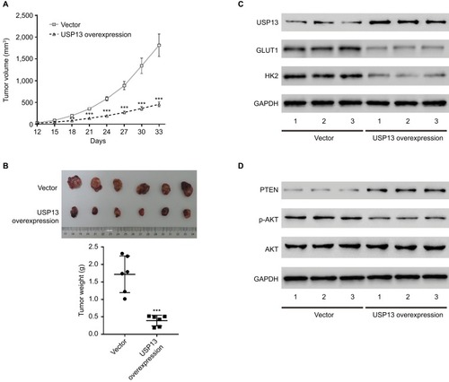 Figure 4 Effects of USP13 overexpression on OSCC growth in vivo.