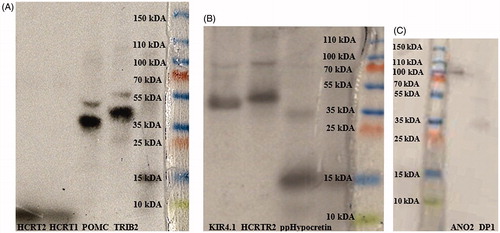 Figure 1. Verification of molecular weight and protein sizes by SDS-PAGE electrophoresis and radio autography. From left to right: (A) 125I-Hypocretin 2 (2.89 kDa), 125I-Hypocretin 1 (3.58 kDa), 35S-POMC (27.25 kDa), 35S-TRIB2 (38.8 kDa); (B) 35S-KIR4.1 (42.51 kDa), 35S-HCTR2 (32.66 kDa), 35S-ppHypocretin (13.37 kDa); (C) 35S-ANO2 (95.13 kDa), and 35S- DP1 (40.3 kDa).