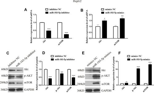 Figure 6 mRNA and protein expression levels of genes related to Akt/mTOR in HepG2 cells transfected with miR-183-5p inhibitor and mimics.