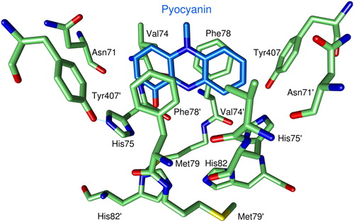 Figure 4. Binding of PYO to human GR. For clarity only one of the two observed orientations of PYO (blue carbon atoms) is shown. Green Cα-atoms indicate amino acids at distances of less than 5 Å from the ligand. O atoms are shown in red, N atoms in blue, and sulfur atoms in yellow.