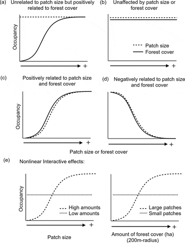 Figure 1. Expectations for species occupancy given different tolerances to fragmentation (patch size) and habitat loss (amount of forest cover). If Polylepis specialists are adapted to patchy configurations of Polylepis forest, they are expected to be unrelated or less sensitive to patch size reduction (dashed line) (a-b), but either negatively affected by the reduction of amount of forest (solid line) (a) or unaffected by both (b). If not, Polylepis bird species are expected to be equally affected by patch size and forest loss (c). In contrast, species associated with the Puna matrix would positively respond to reductions in patch size and amount of forest cover (d). Finally, a nonlinear effect will be supported by the interaction of these two covariates, such as when patch size only has an effect at low amounts of forest (e.g. <30%) and vise versa (e)