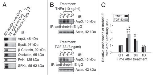 Figure 5 A study by co-immunoprecipitation (Co-IP) to identify the binding partner(s) of drebrin E and changes in the interaction between drebrin E and Arp3 in the Sertoli cell epithelium following treatment with cytokines. (A) Sertoli cells were cultured at 0.5 × 106 cells/cm2 for 4 d to allow the formation of a functional TJ-permeability barrier with ultrastructural features corresponding to TJs, basal ES, GJs and desmosomes when examined by electron microscopy.Citation41,Citation42,Citation76 Thereafter, lysates were obtained by using IP lysis buffer and about 250 µg protein from each sample was used for Co-IP. The column on the left is positive control using Sertoli cell lysates (25 µg protein) per lane alone without Co-IP. Negative control (-ve Ctrl) was prepared using normal rabbit IgG instead of the anti-drebrin E IgG for Co-IP. It was found that drebrin E associated with Apr3, but not Eps8, β-catenin, occludin, FAK or Src family kinases as demonstrated in this representative experiment which was repeated three times using lysates from different batches of Sertoli cell cultures. (B and C) This Co-IP experiment was performed using samples similar to those shown in Figure 4B. In brief, Sertoli cells cultured for 4 d were treated with either TNFα or TGFβ3 for 4 h (hr), 8 h and 1 d (day). About 250 µg total protein from each sample was used for Co-IP with an anti-drebrin E antibody and the resulting immunocomplexes were examined by immunoblotting using anti-Arp3 antibody. Actin served as the protein loading control. It was noted that while there was a significant loss of drebrin E steady-state level at 4 and 8 h by about 50% (see Fig. 4B and C), there was a ∼2- to 3-fold increase in the association between drebrin E and Arp3 following treatment with either TNFα or TGFβ3 (B). In (C), each bar = mean ± SD of n = 3 from three independent experiments. The amount of drebrin E associated with Arp3 at time 0 was arbitrarily set at 1. *p < 0.05; **p<0.01.