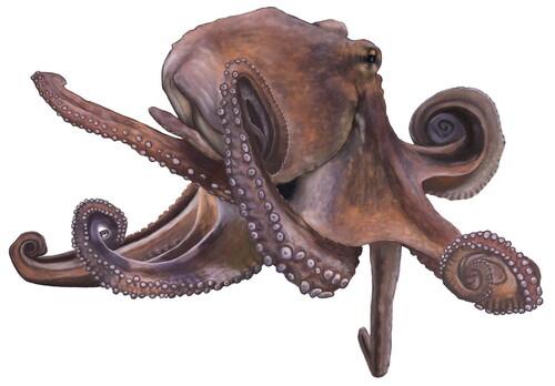 Figure 11. Cephalopod illustration.