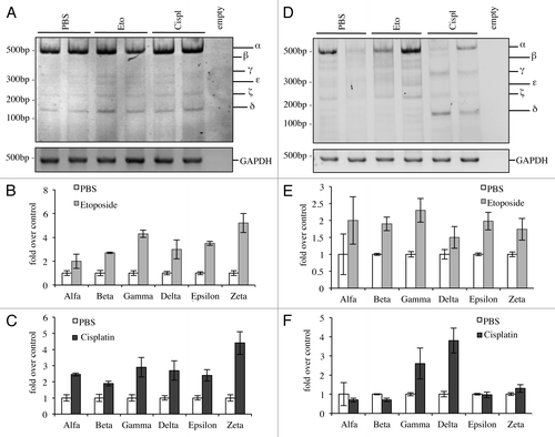 Figure 6. C-terminal isoforms expression upon DNA damage in vivo. C57Bl/6 mice (2-mo-old, n ≥ 6 per group) were treated i.p. with 10 mg/kg etoposide or 5 mg/kg cisplatin or with PBS (control group). Animals were sacrificed after 20 h and tissues were then processed. Semi-quantitative RT-PCR (24 cycles for C-terminal p73, 20 cycles for GAPDH) was performed and samples were run on a 10% acrylamide gel. Example of results deriving from lung is depicted in (A). Densitometry analysis of at least three blots was achieved, showing levels of C-terminal isoforms upon etoposide (B) or cisplatin treatment (C). The same was done for the spleen (D) and quantification upon etoposide (E) or cisplatin (F) is shown. Cispl, cisplatin; Eto, etoposide; untr., untreated; TA, TAp73; Δn, ΔNp73; GAPDH, glyceraldehyde 3-phosphate dehydrogenase.
