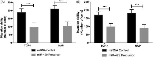 Figure 4. Influence of miR-429 on cell migration and invasion in thyroid cancer cell lines. (A) Effects of miR-429 on cell migration and invasion in TCP-1 and NPA cell lines. (B) Effects of miR-429 on cell invasion in TCP-1 and NPA cell lines. ***p < .001.