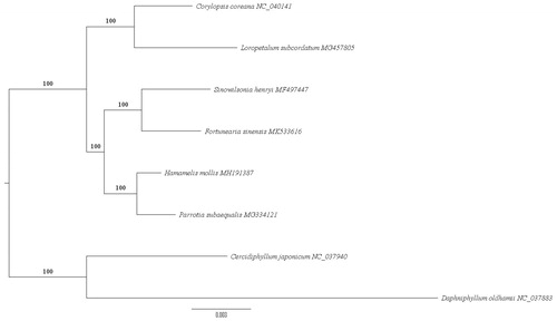 Figure 1. Phylogenetic relationships of Hamamelidaceae inferred from maximum likelihood method based on 79 common protein-coding genes. Daphniphyllum oldhamii and Cercidiphyllum japonicum were used as outgroups. The node labels indicate the ML bootstrap (1000 replicates) support values.