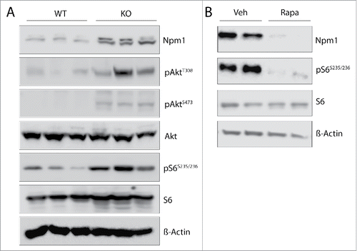 Figure 5. Npm1 overexpression in mouse prostate tumors induced by Pten loss is sensitive to chronic mTOR inhibition by rapamycin. (A) Homozygous Pten deletion increases Npm1 abundance in the mouse dorsolateral prostate gland lobe. Protein lysates were prepared from three month-old animals and were probed with the indicated antibodies by western immunoblotting. (B) Chronic mTOR inhibition decreases the abundance of Npm1 in Pten-null prostate cancer. Three-month old Pten conditional knockout mice were chronically administrated with either vehicle or rapamyscin (10 mg/kg/day). After 4 days, protein levels in the dorsolateral compartment of the Pten-null prostate lobe were separated by SDS-PAGE and assayed by western blotting using the indicated antibodies. Representative blots are derived from 2 different animals per group. Compared Pten knockout mice treated with vehicle (lanes 1 and 2) with rapamycin-treated animals lanes 3 and 4).