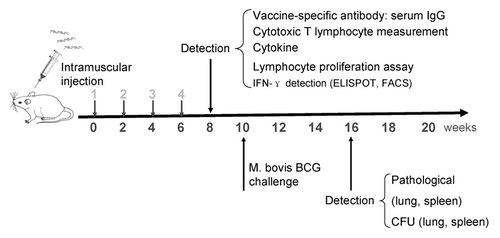 Figure 2. Timeline of the animal vaccination, infection and detection. Groups of BALB/c mice (n = 12 in each group) were immunized by receiving of 50 μg of plasmids DNA vaccine in thigh muscles. BCG group was performed with 106 CFU viable bacilli once on the first day. The immune response detection, BCG challenge, bacterial burdens and pathological detection were applied as indicated time points.