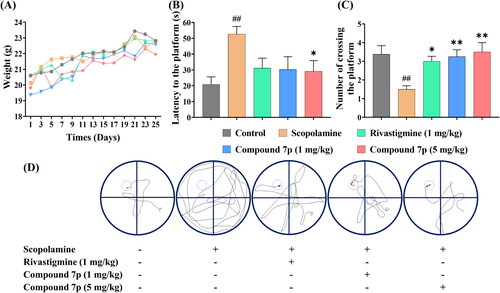 Figure 6. The effects of Rivastigmine and compound 7p on scopolamine-induced cognitive impairment in the Morris water maze test. (A) The daily weight of mice in different groups during the entire period. (B) The escape latency to the platform on the fifth day of training trials. (C) The number of crossing the platform on the last day without platform. (D) The representative tracks of mice on the fifth day of training trials. The data are expressed as the mean ± SEM and analysed with a one-way ANOVA followed by Dunnett’s post hoc analysis. ##p < 0.01 compared to the control group; *p < 0.05, **p < 0.01 compared to the scopolamine model group.