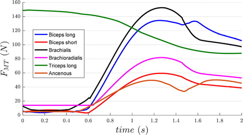 Figure 2. Musculo-tendon forces using f2.(p=2).