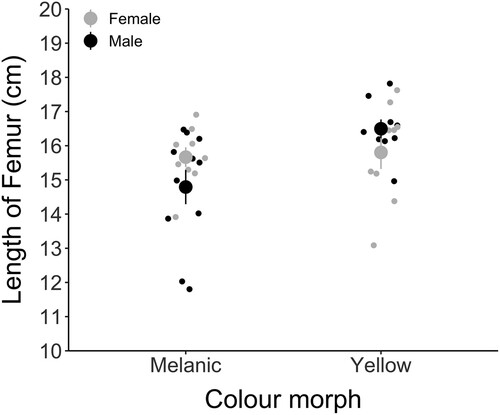 Figure 2. The length of right hind femur (cm) for both melanic (nfemale = 9, nmale = 11) and yellow (nfemale = 9, nmale = 9) Hemideina maori, separated by sex. Means for females (shown in gray) and males (in black) and standard error of means are represented.