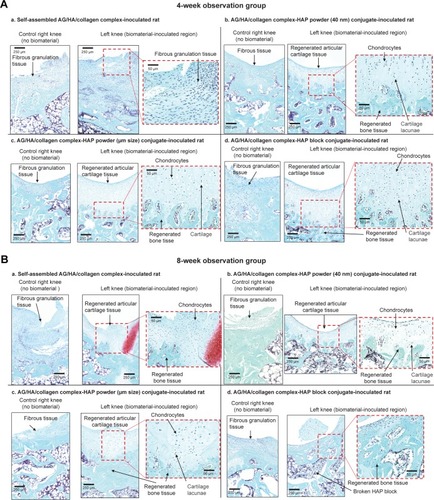 Figure 6 Safranin staining cross-sections of repaired articular cartilage and subchondral bone tissues in knee joins at 4 and 8 weeks after scaffold implantation.Notes: (A) Representative images of control right knee joints and scaffold-implanted left knee joints at 4 weeks after scaffold implantation (control groups: n=3, each scaffold inoculated group: n=4). (B) Representative images of control right knee joints and scaffold-implanted left knee joints at 8 weeks after scaffold implantation (control groups: n=3, each scaffold-inoculated group: n=4).Abbreviations: AG, aggrecan; HA, hyaluronic acid; HAP, hydroxyapatite.