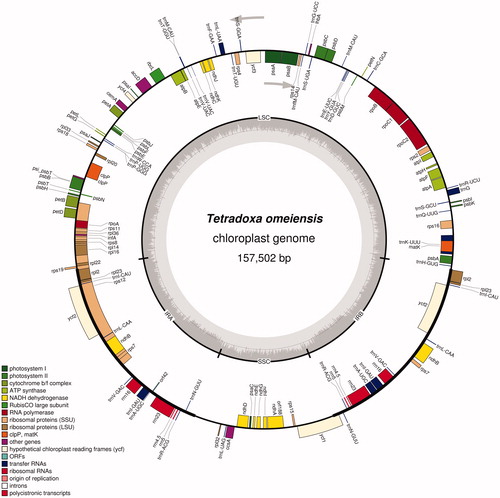 Figure 1. Circular gene map of the chloroplast genome of T. omeiensis.