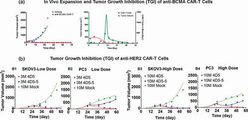 Figure 5. Observed and model fitted profiles for in vivo expansion of CAR-T cells and CAR-T induced tumor growth inhibition. (A) Anti-BCMA CAR-T cells: Figure A1 describes the observed (in dots) and model-generated (in lines) profiles of TGI induced in BCMA-expressing RPMI-8226 bearing xenograft mice after intravenous (IV) administration (day 0) of vehicle control (in blue) or 5 million anti-BCMA (bb2121) CAR-T cells/mice (plots in red). Figure A2 describes the observed (in dots) and model-generated (in lines) simultaneous profiles of CAR-T induced TGI (plots in red, Y1-axis) and apparent expansion of anti-BCMA CAR-T cells (profiles in green, Y2-axis) in blood. (B) Anti-HER2 CAR-T cells: The observed (in dots) and model-generated (in lines) profiles of TGI induced in xenografts inoculated with HER2-high SKOV3 (figures B1 and B3) and HER2-low PC3 (figures B2 and B4) tumors (day 0) among different flanks of same animal. Mice in the control group were treated with a single IV administration (day 23) of 10 million untransduced T cells (profiles in green), whereas mice in the treatment group were treated with single IV administration (day 23) of either (1) high-affinity 4D5 (Kd = 0.58 nM, profiles in red) or (2) low-affinity 4D5-5 (Kd = 1.1µM, profiles in blue) CAR-T cells at 3 million (figures B1 and B2) and 10 million (Figures B3 and B4) dose-levels