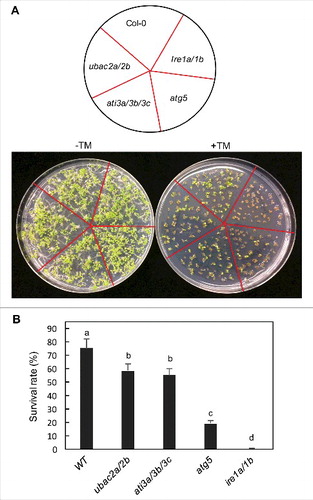 Figure 13. Response of ati3 and ubac2 mutants to ER stress agents. Arabidopsis seeds of WT and mutant seeds were surface sterilized and sown on ½ strength MS media supplemented without (-TM) or with 0.1 mg/L TM (+TM). Pictures were taken 2 wk post germination (A). Seedling surviving rates were determined 2 wk post germination (B). Means and standard errors were calculated from 5 replicates (each with approximately 80 seedlings for each genotype). According to Duncan's multiple range test (P = 0.05), means do not differ significantly if they are indicated with the same letter.