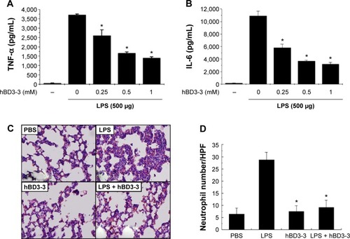 Figure 5 Effect of hBD3-3 on LPS-induced lung inflammation in vivo.Notes: Rats were treated with the indicated concentrations of hBD3-3 and 500 μg of LPS for 2 hours. Quantitative analysis of (A) TNF-α and (B) IL-6 expression in plasma. The data are expressed as the mean ± SD from three independent experiments in each group. *P<0.05 versus the 500 μg LPS-treated group. (C) Histological analysis of leukocyte infiltration in the peribronchial and interstitial areas of the lungs through H&E staining (magnification: 200×). (D) Quantitative analysis of neutrophil sequestration in the lungs. The analysis was performed using lung specimens stained with H&E. Neutrophil infiltration was expressed as the number of neutrophils per high-power field by counting the number in over 30 fields at a magnification of 400× on each slide. The data are expressed as the mean ± SD from three independent experiments in each group. *P<0.05 versus the LPS-treated group.Abbreviations: hBD3, human beta-defensin 3; LPS, lipopolysaccharide; TNF-α, tumor necrosis factor-alpha; SD, standard deviation; IL-6, interleukin-6; H&E, hematoxylin and eosin; PBS, phosphate-buffered solution.