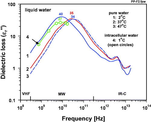 Figure 2. Dielectric loss ε" of pure liquid water at temperatures of 2 °C (curve 1), 37 °C (curve 2) and 47 °C (curve 3), and of intracellular water at 1 °C (curve 4, open circles) as a function of frequency between 300 MHz and 20 THz [Citation59,Citation63]. Relaxation times decreased in pure water from τ ≈ 18 ps at 2 °C to τ ≈ 6 ps at 37 °C, and to τ ≈ 5.3 ps at T = 47 °C [Citation59]. Debye Peak frequencies at νp ≈ 9 GHz (2 °C), at νp ≈ 26 GHz (37 °C) and at νp ≈ 30 GHz (47 °C), and extents of peak maxima of dielectric loss at ε'' ≈ 40% (2 °C), at ε'' ≈ 36% (37 °C) and at ε'' ≈ 34 (47 °C) [Citation59]. Respective data for intracellular water at 1 °C: τ  ≈  20 ps, νp ≈ 8 GHz, and ε'' ≈ 27 (at maximum) [Citation63].