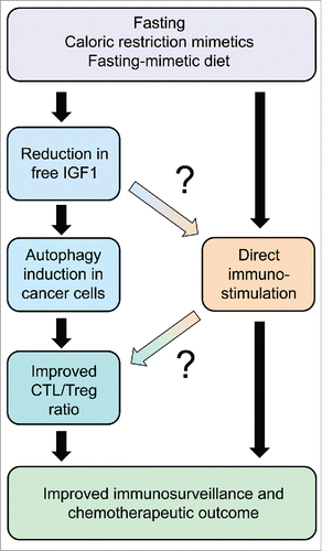 Figure 1. Schematic overview of the anticancer effects of fasting and its substitutes, namely pharmacological agents that mimic the biochemical effects of starvation (caloric restriction mimetics) or a specific formulation of nutrient that mimics fasting (fasting mimicking diet). Note that the scheme constitutes a working hypothesis. Connections that appear particularly uncertain are marked with question marks. CTL, cytotoxic T lymphocyte; Treg, regulatory T cell.