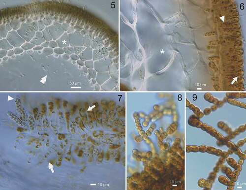 Figs 5–9. Morphology of sporophytes and gametophytes of Chorda borealis sp. nov. 5–7, Type specimen collected on 11 July 2016 by H. Kawai (sporophyte, SAP115413). 8, 9, Gametophytes. Fig. 5. Cross section in the middle portion showing paraphysis, cortical (asterisk) and medullary layers. Double arrowhead indicates trumpet-shaped hyphae. Fig. 6. Cross section showing paraphysis (arrow), unilocular zoidangium (arrowhead) and cortical cell (asterisk). Fig. 7. Surface view showing unilocular zoidangium with release structure at the tip (arrowhead), paraphysis (arrow) and phaeophycean hair (double-headed arrow); Fig. 8. Putative male gametophyte (KU-3367). Fig. 9. Putative female gametophyte (KU-3364).