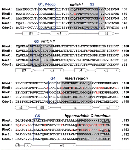 Figure 1. Alignment of the RhoA, RhoB, RhoC, Rac1 and Cdc42 amino acid sequences. G motifs are marked with a blue box. Switch I, switch II, the insert region and the hypervariable C-terminus are highlighted in gray, sites for lipid modification are underlined. Sequence differences in RhoB and RhoC compared to RhoA are shown in red. Secondary structures (α-helices as cylinders, β-strands as arrows) are referring to RhoA and indicated below the amino acid sequence.