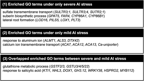 Figure 5. Common and specific biological pathways responsive to severe and mild Al stress intensity. Representative genes are listed in parentheses for each gene ontology (GO) term. Representative enriched GO terms in the biological process category for genes up-regulated under severe or mild Al stress. GO analysis was performed using the PANTHER classification system. All enriched GO-BP terms are listed in Supplementary Table S7.